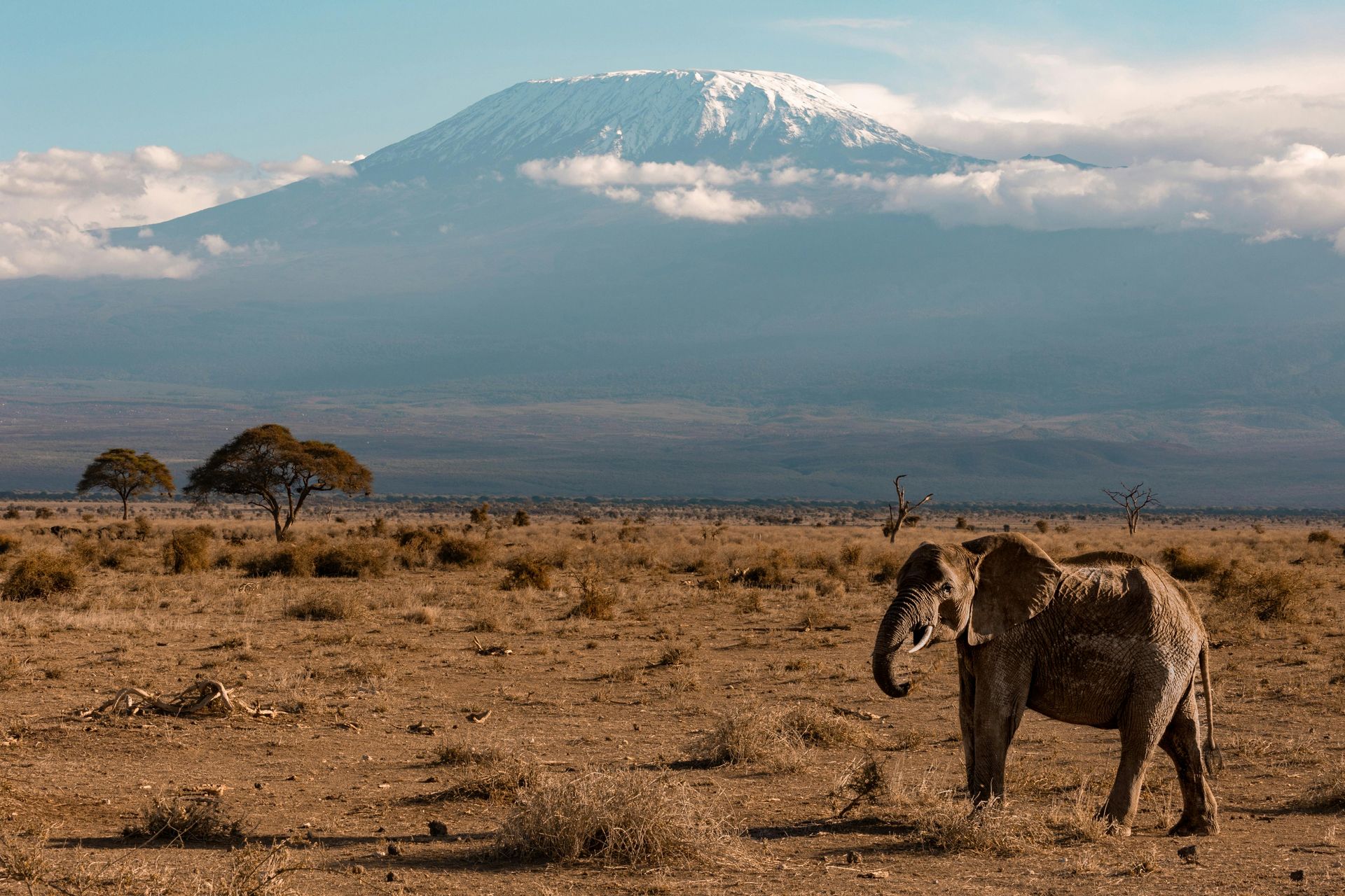 An elephant is standing in the middle of a reserve with a Mount Kilimanjaro in the background.