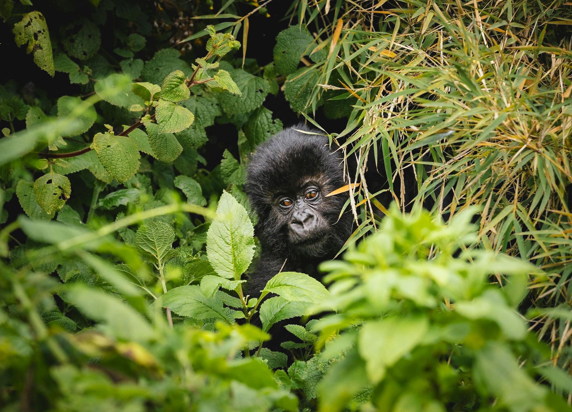 A gorilla is sitting in the jungle looking at the camera.
