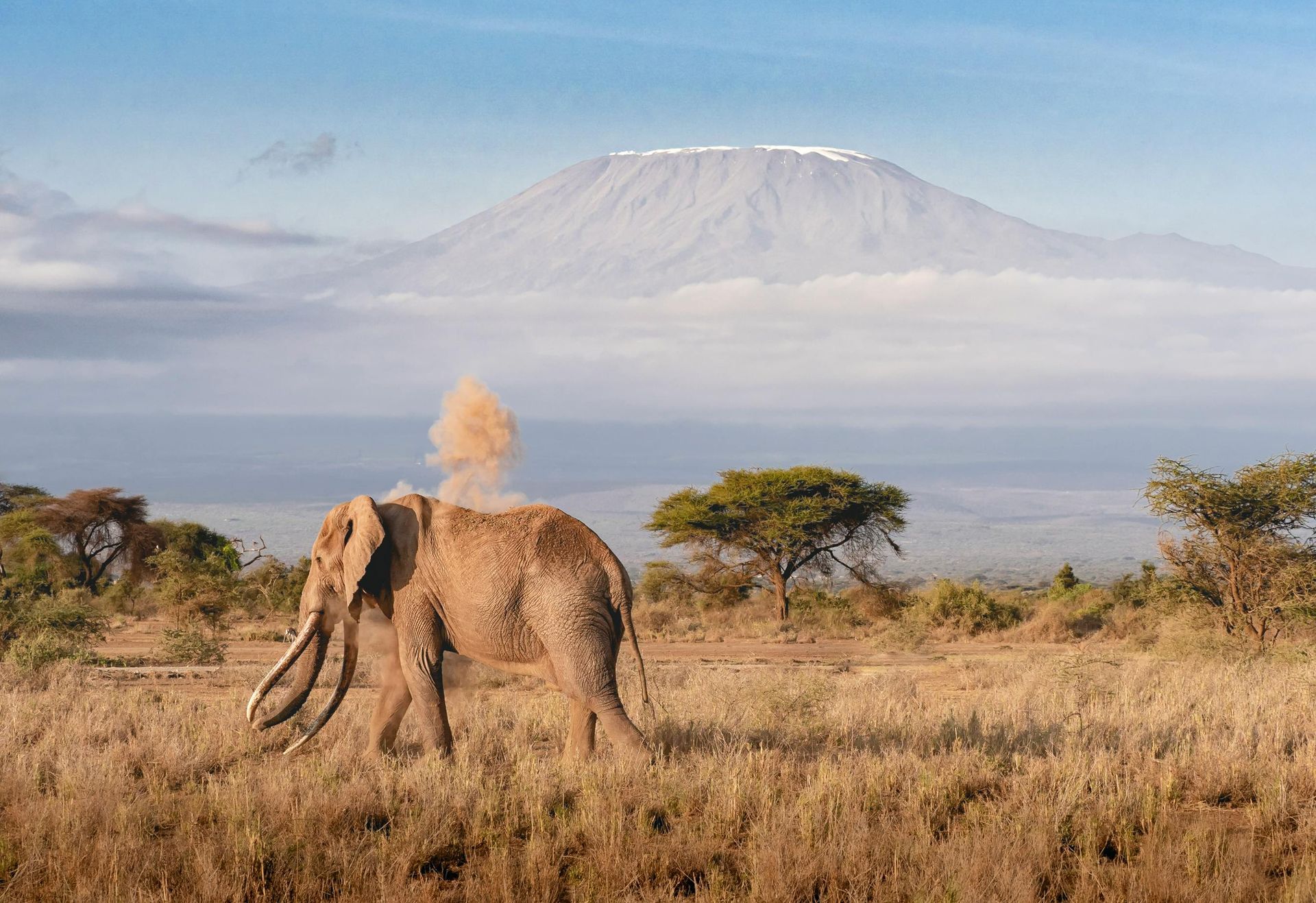 An elephant is standing in a field with Mount Kilimanjaro in the background.