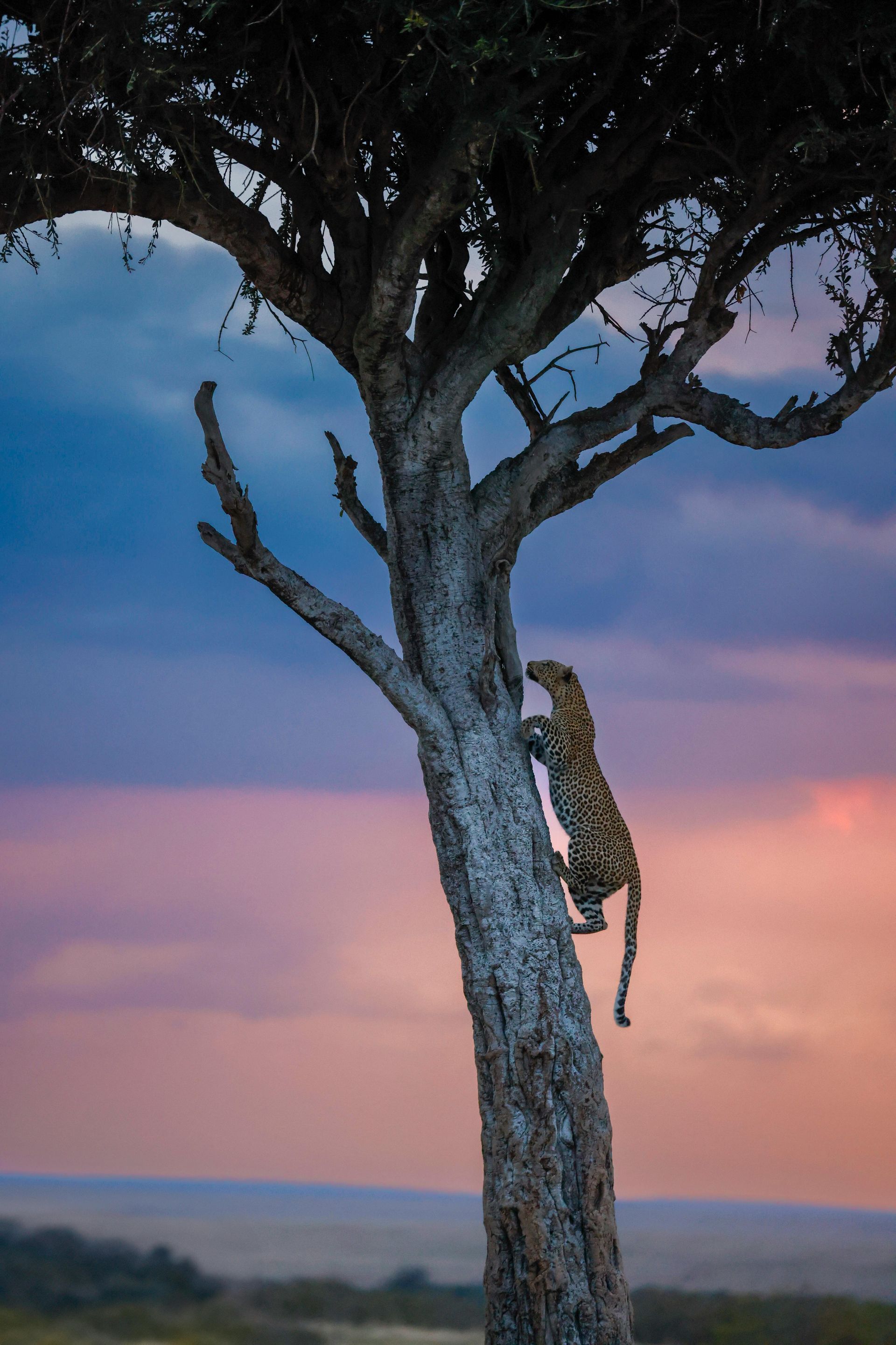 A Leopard climbing a tree in Kenya
