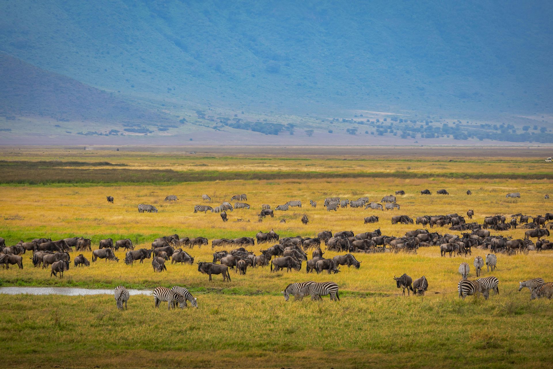 A herd of wildebeest and zebras are walking through a grassy field in Ngorongo Crater