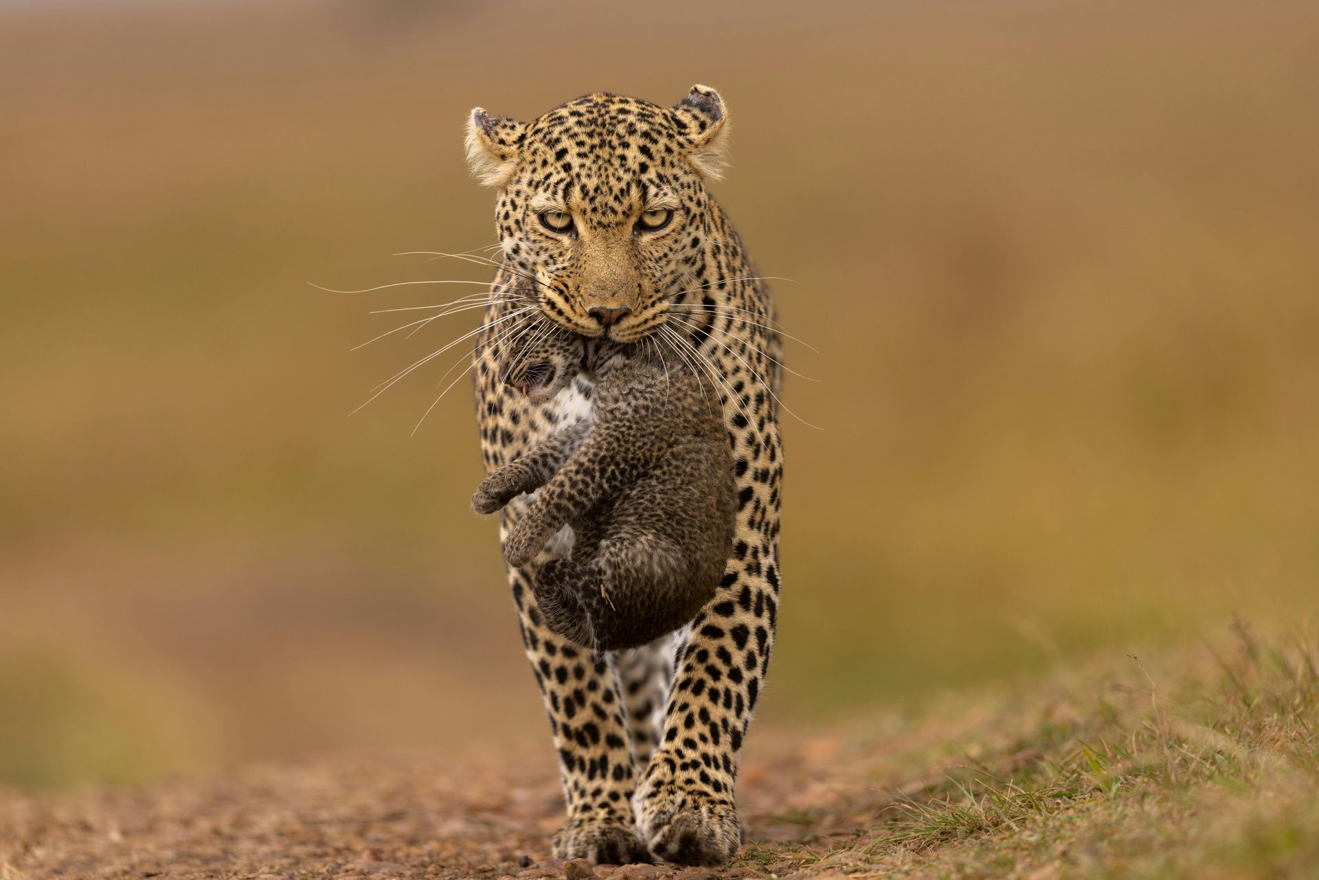 A Leopard is carrying a small baby cub in its mouth.