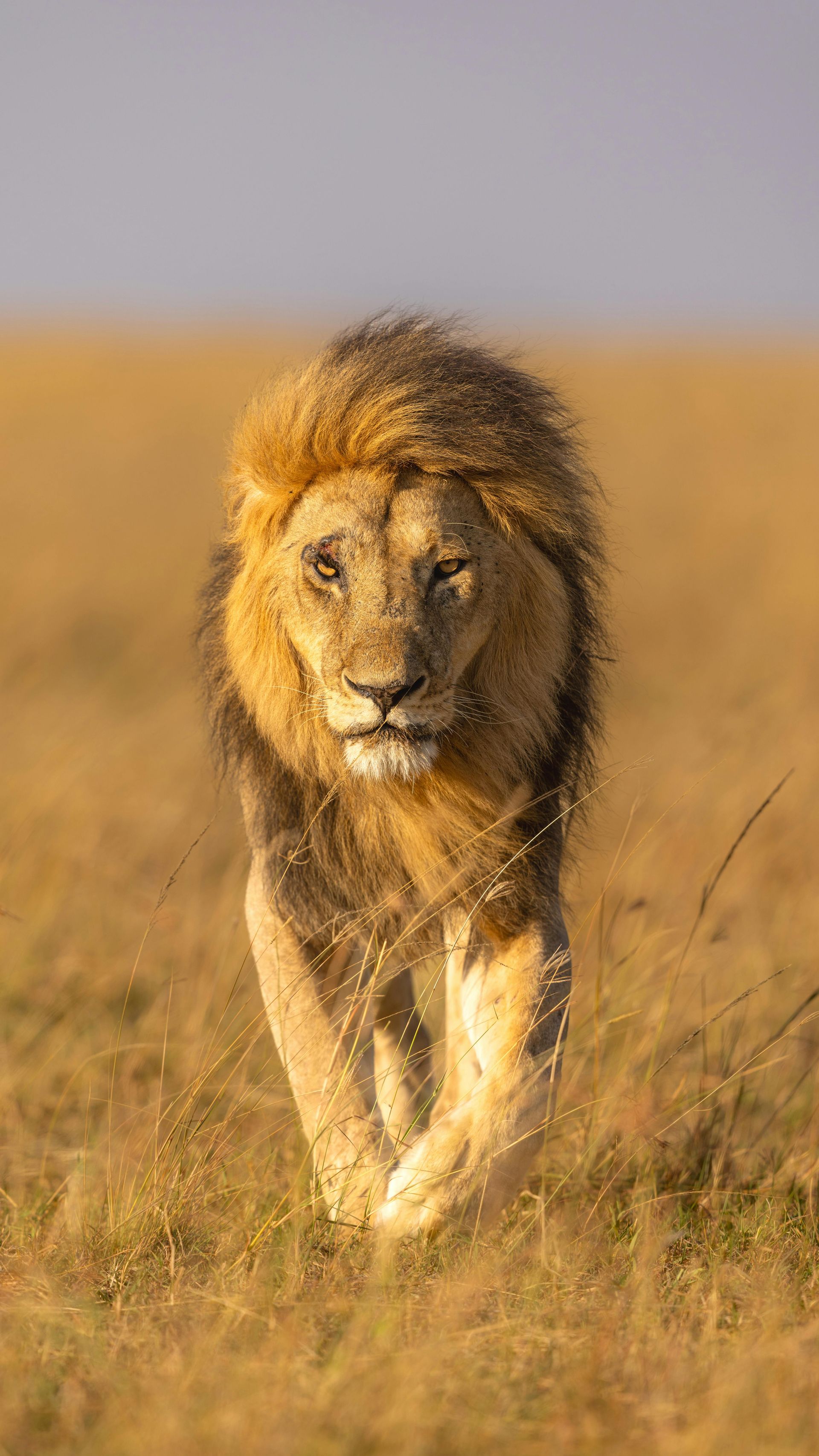 A male lion in long grass in Kenya