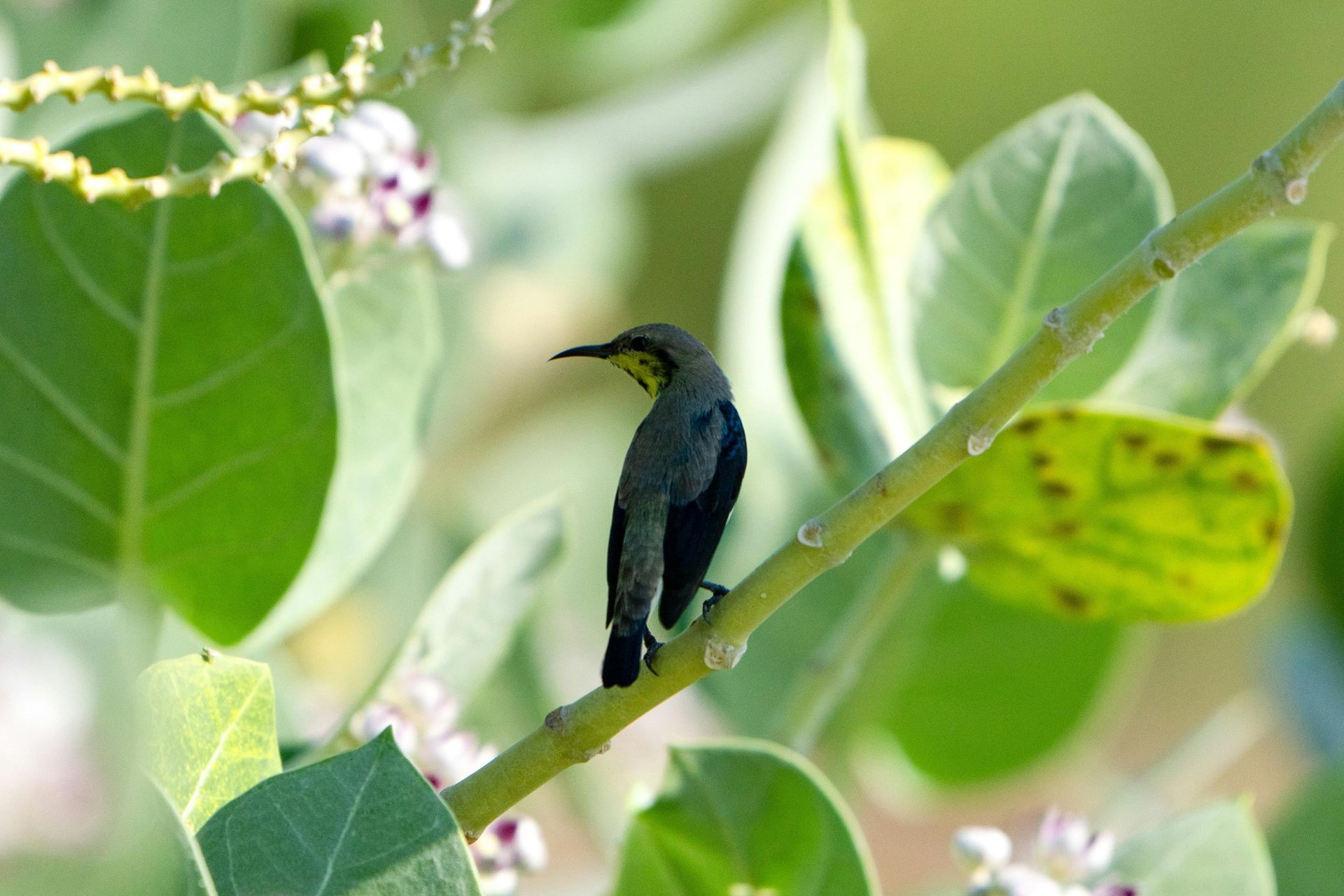 A small bird perched on a branch of a plant.