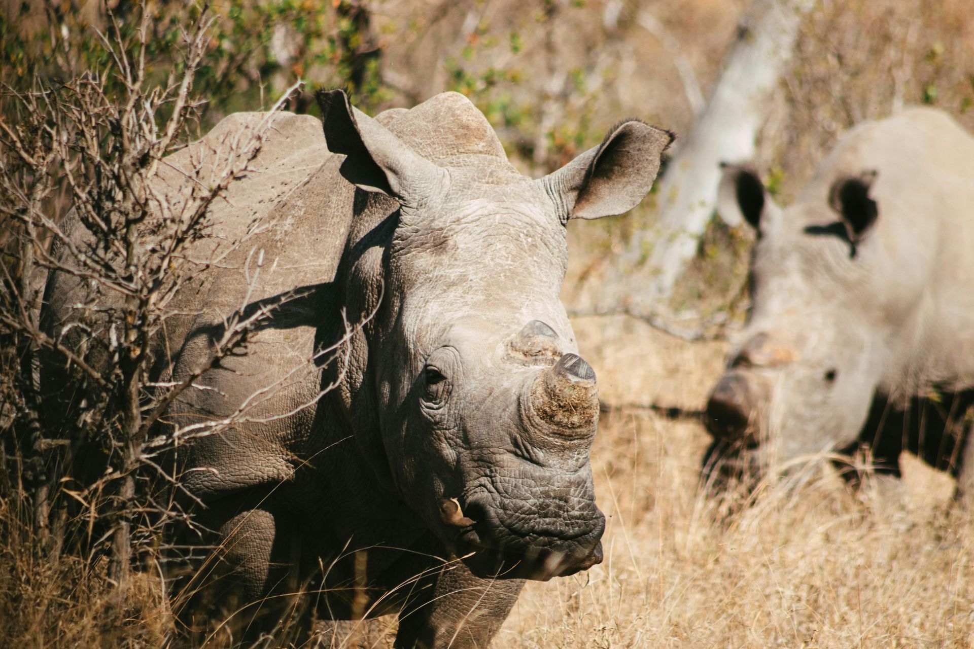 A couple of rhinos standing next to each other in the grass in Kruger