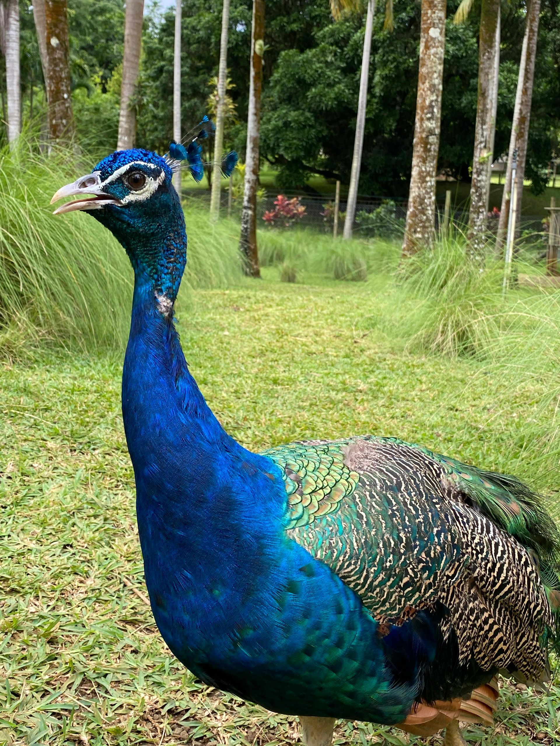 A peacock is standing in the grass looking at the camera.