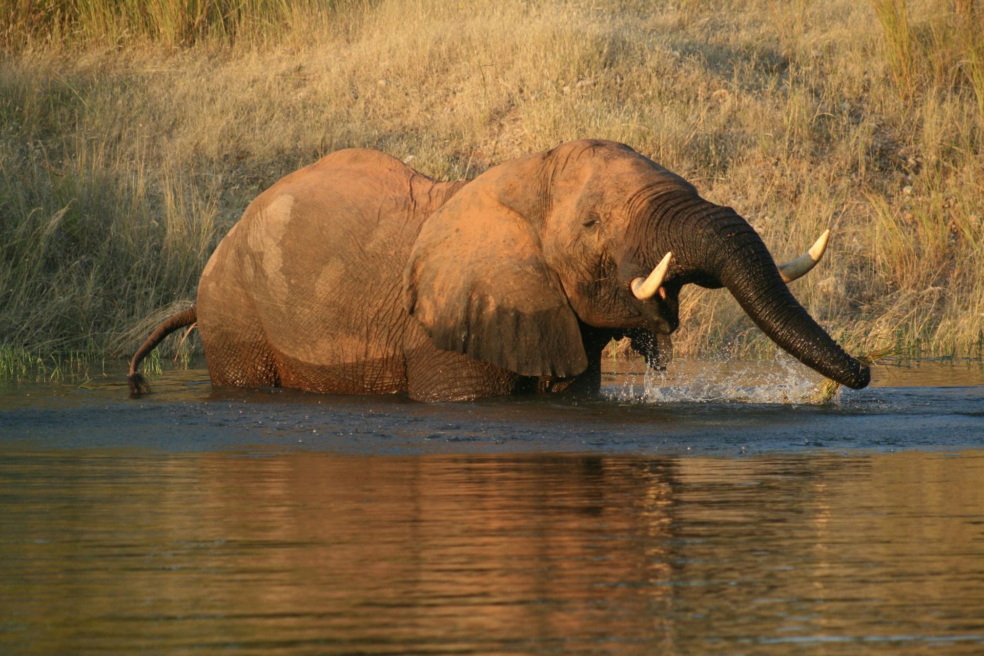 An elephant is drinking water from a river.