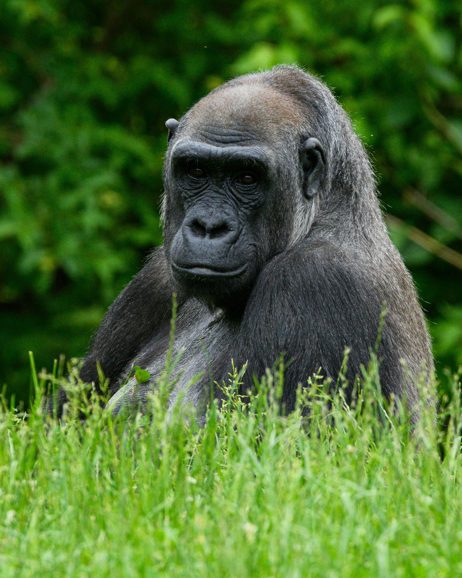 A gorilla is sitting in the grass looking at the camera in Uganda