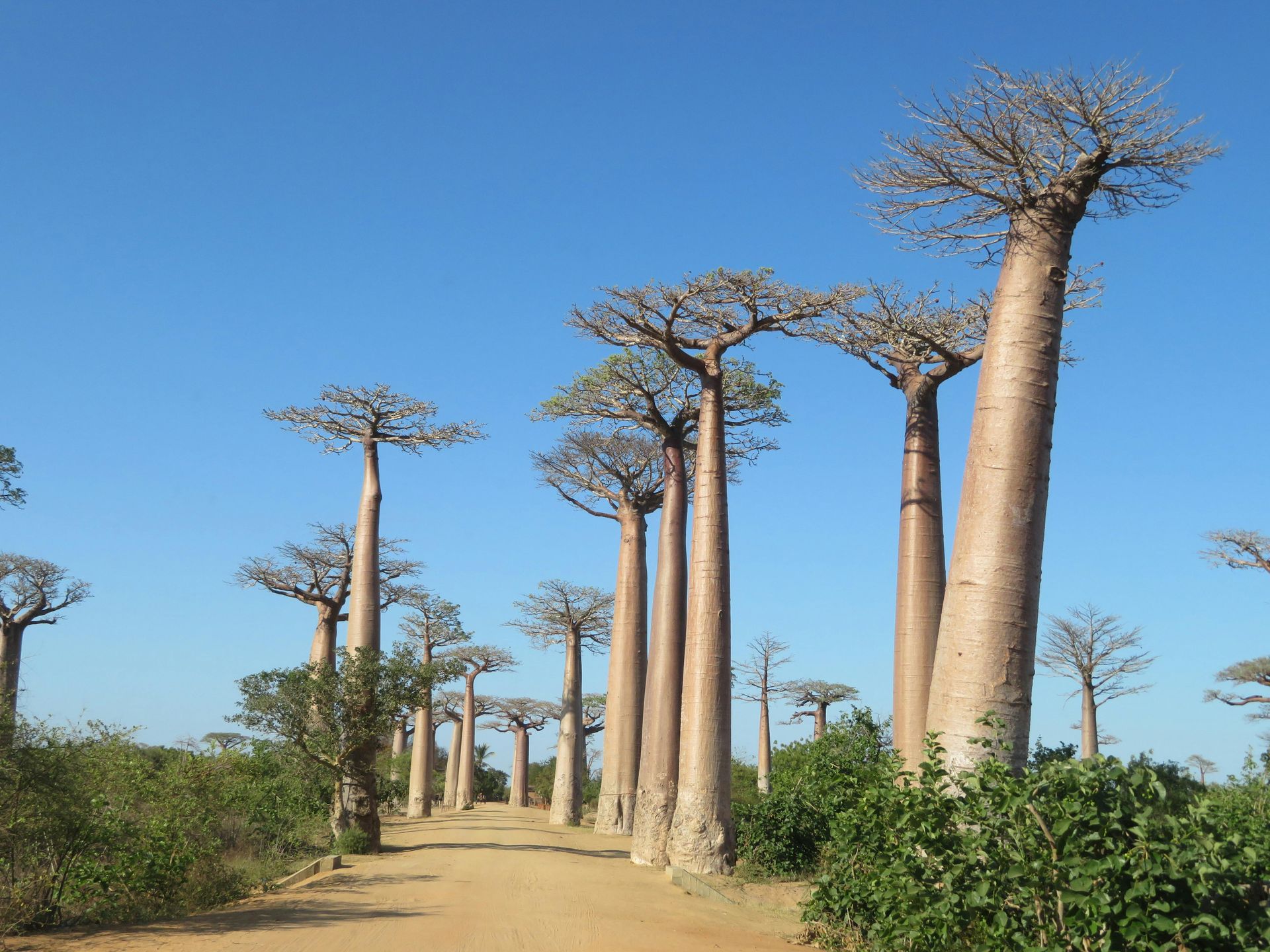 Avenue of baobab trees along a dirt road in Madagascar