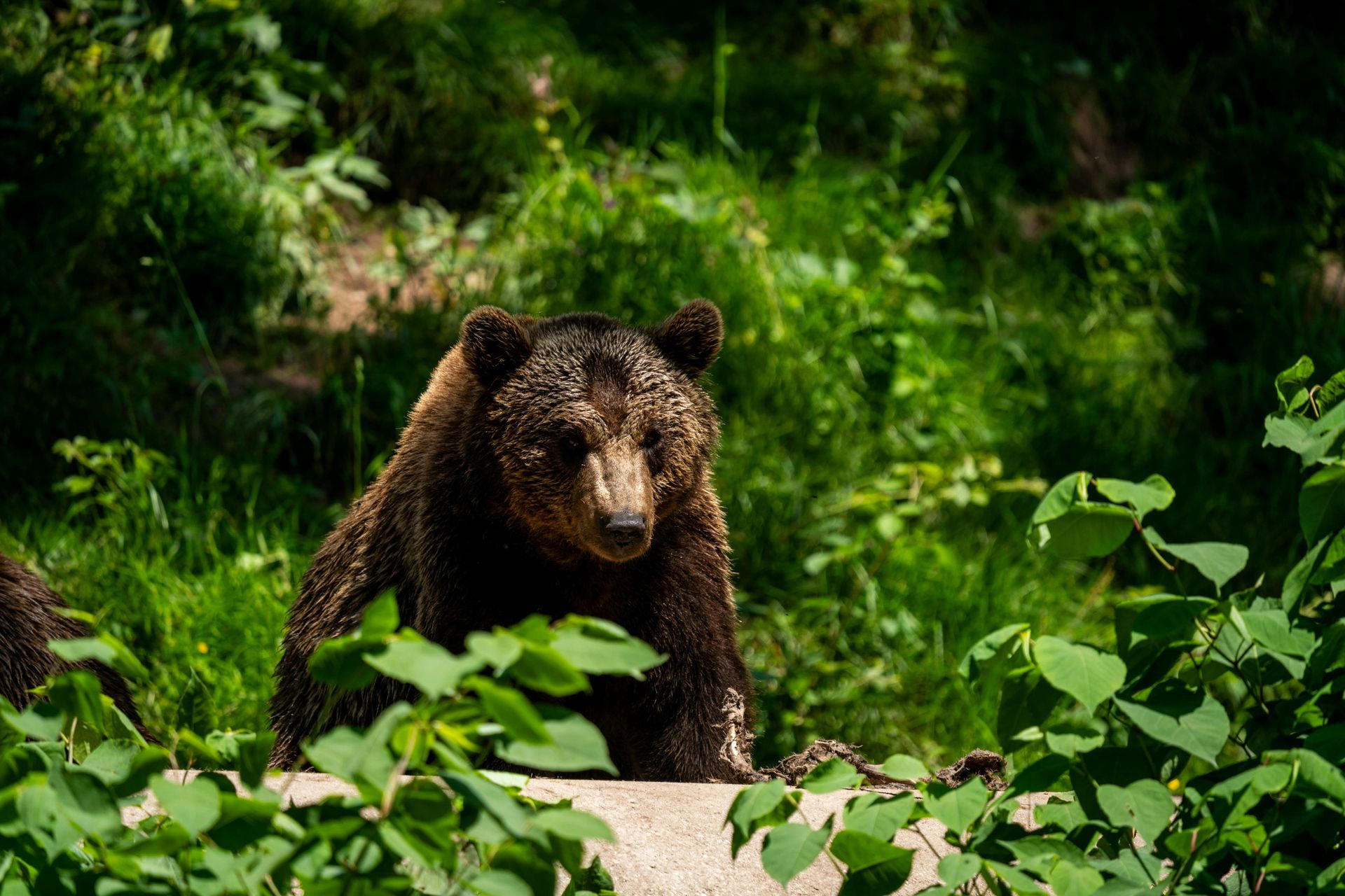 A brown bear is sitting on a rock in the woods.