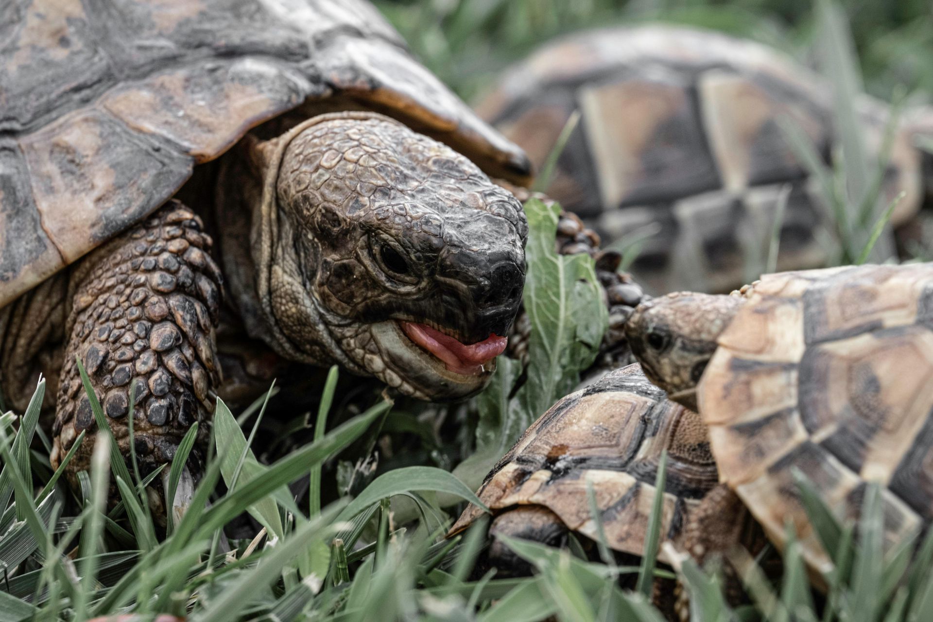 A group of tortoises are eating grass in the grass.