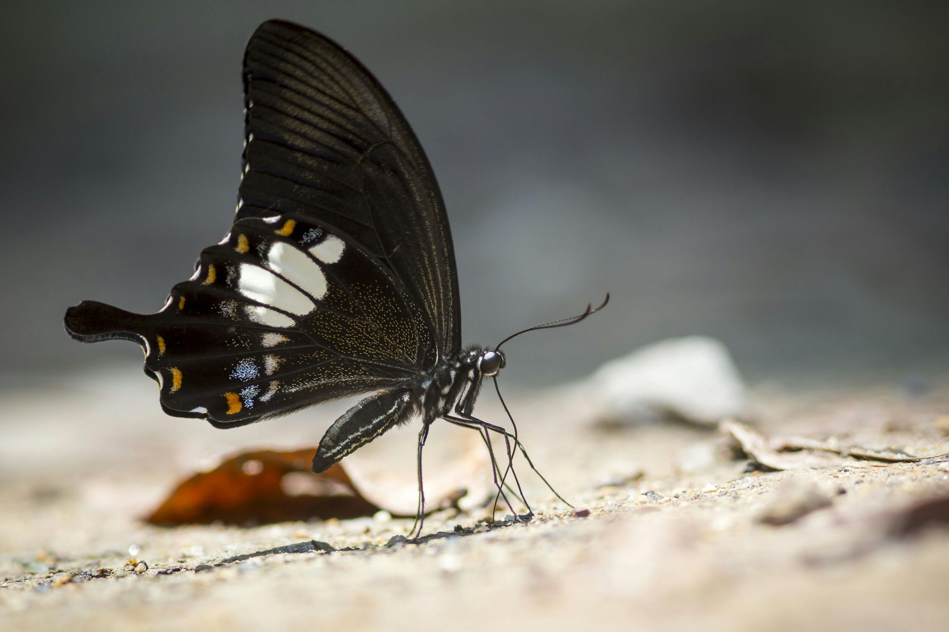 Common Mormon butterfly in Thailand