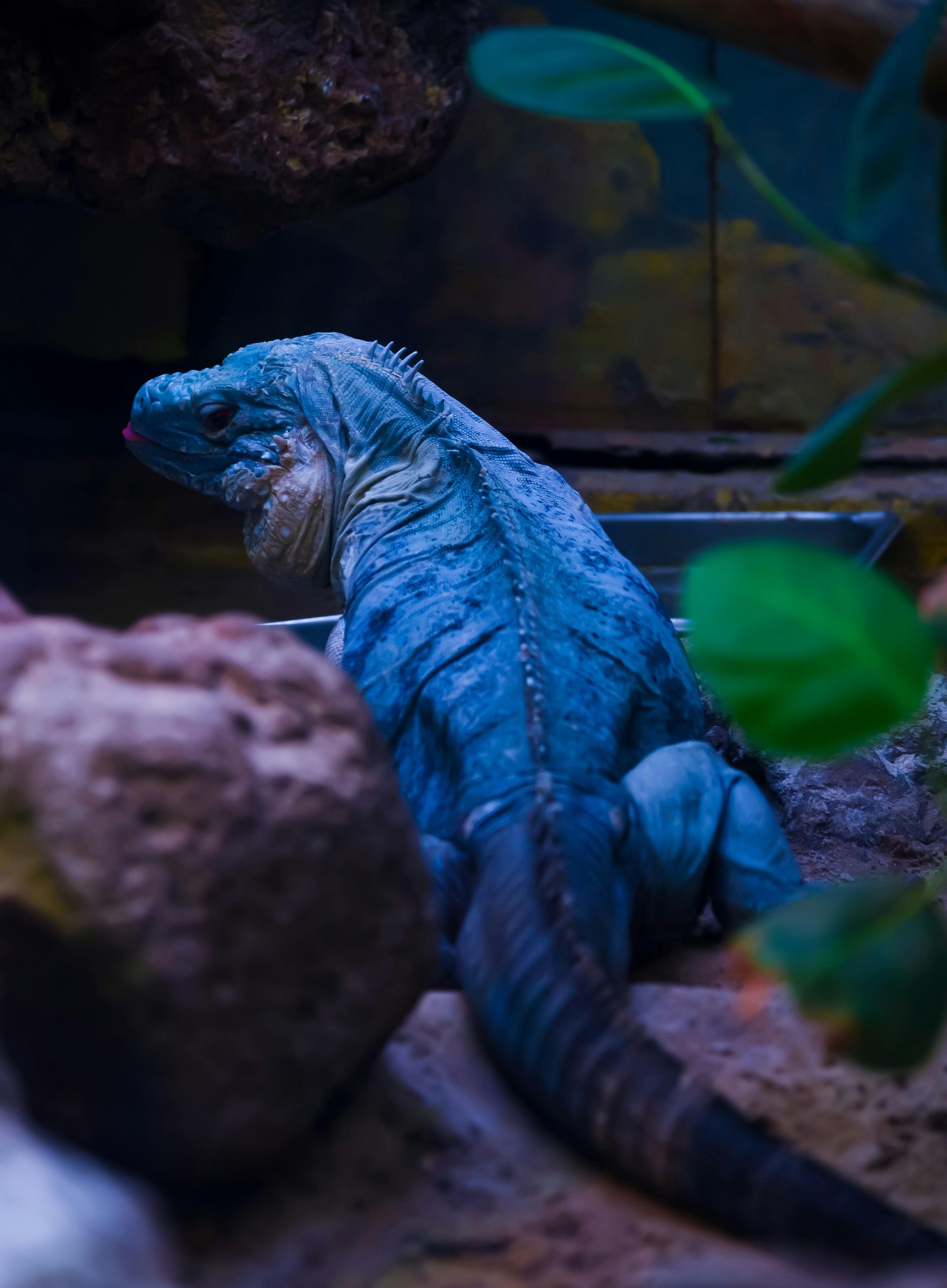 A blue Iguanas is sitting on a rock in a terrarium.