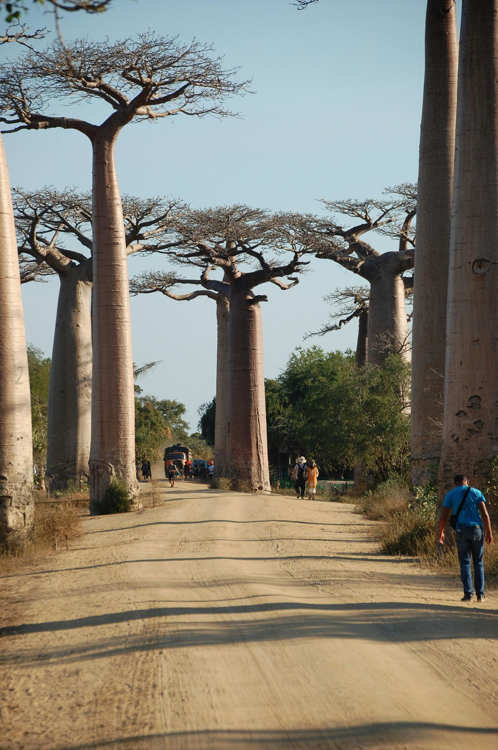 A man is walking down a dirt road lined with baobab trees