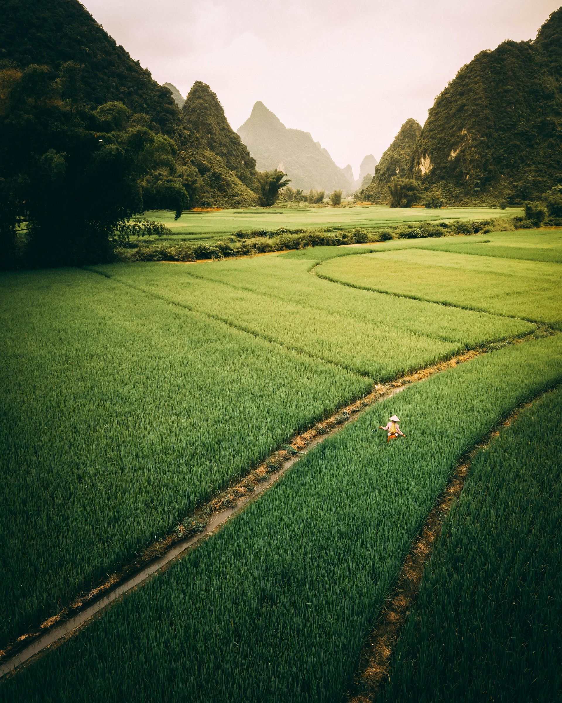 An aerial view of a lush green field with mountains in the background iN Vietnam