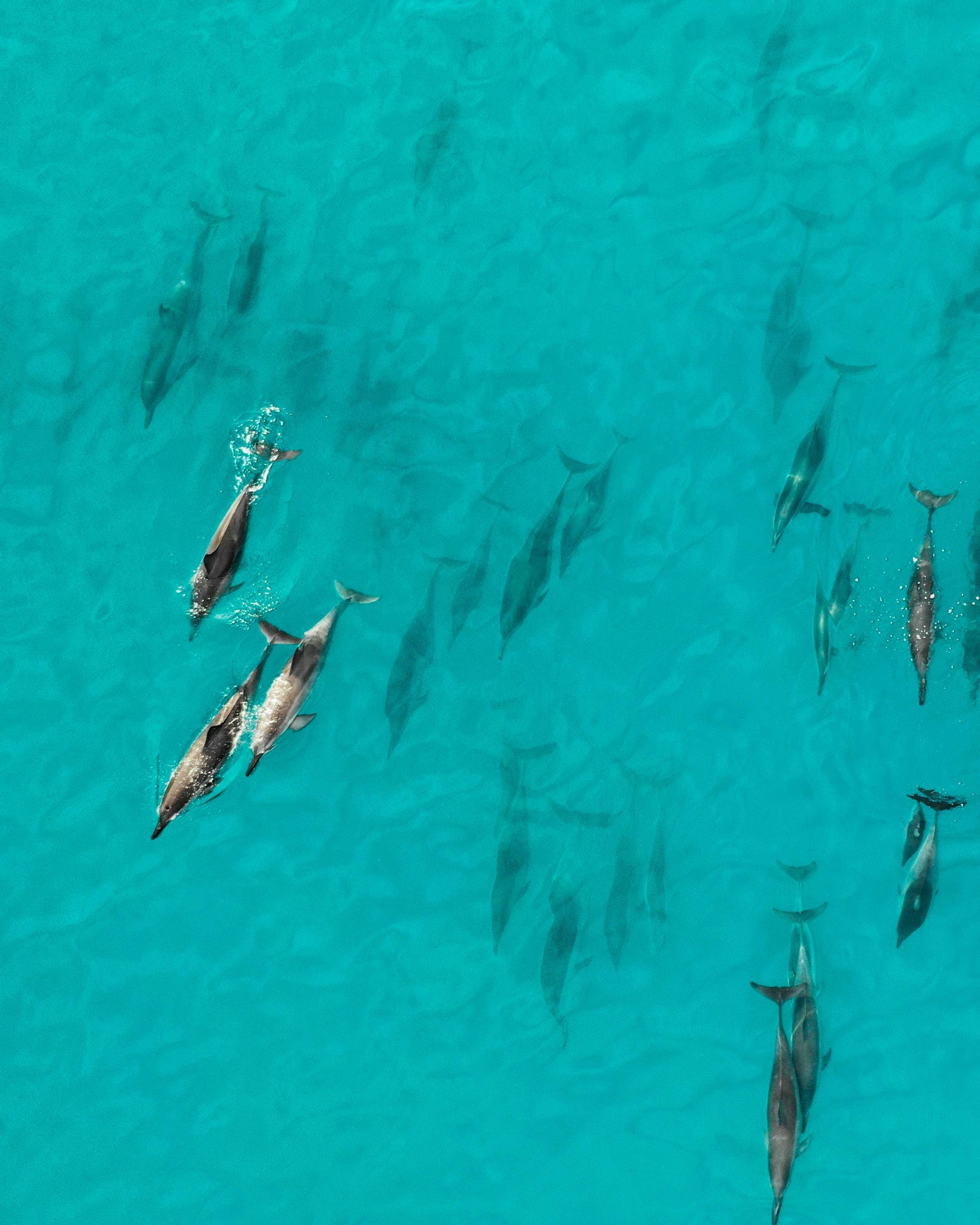 A group of dolphins are swimming in the Indian ocean.