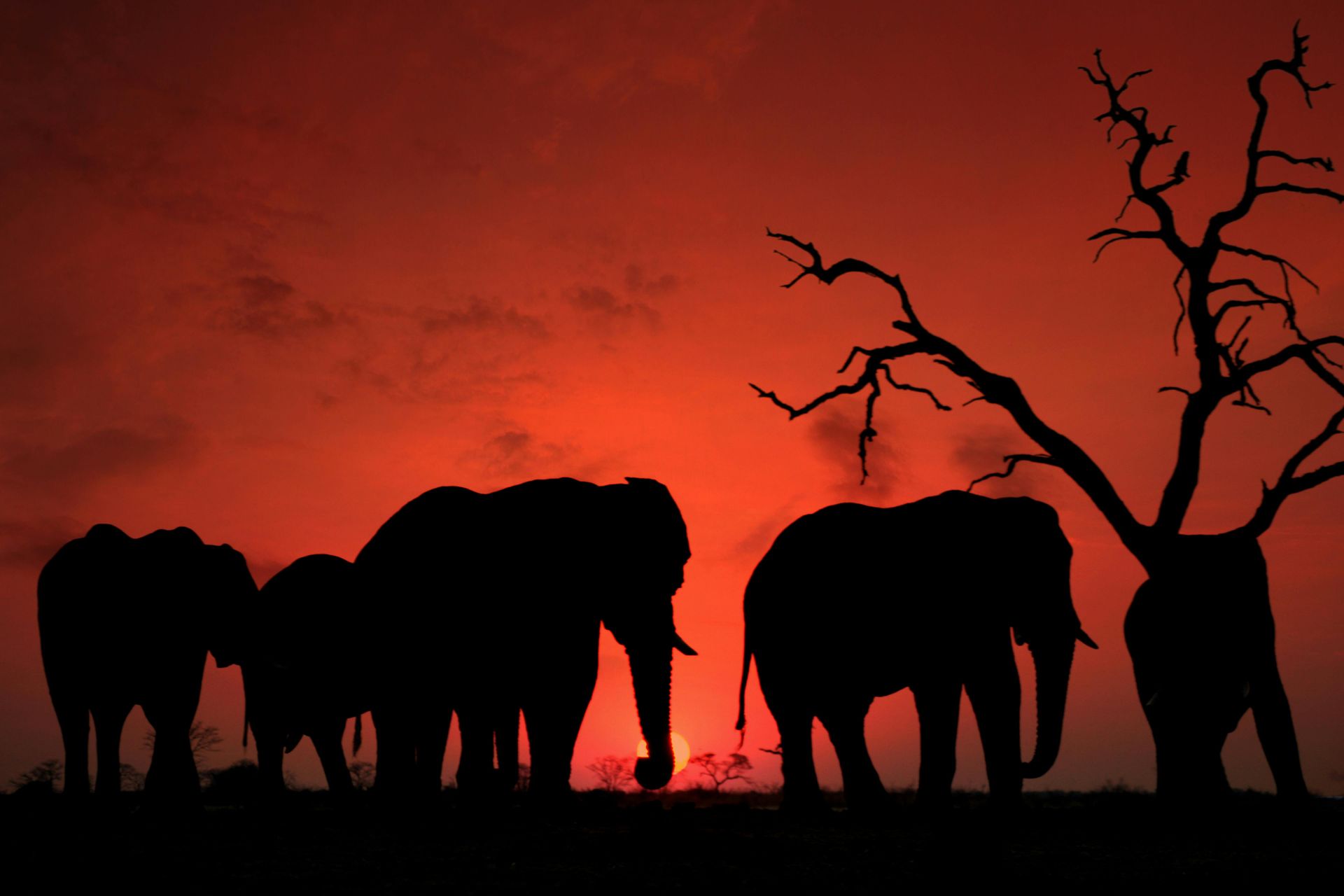 A group of elephants standing in front of a tree at sunset