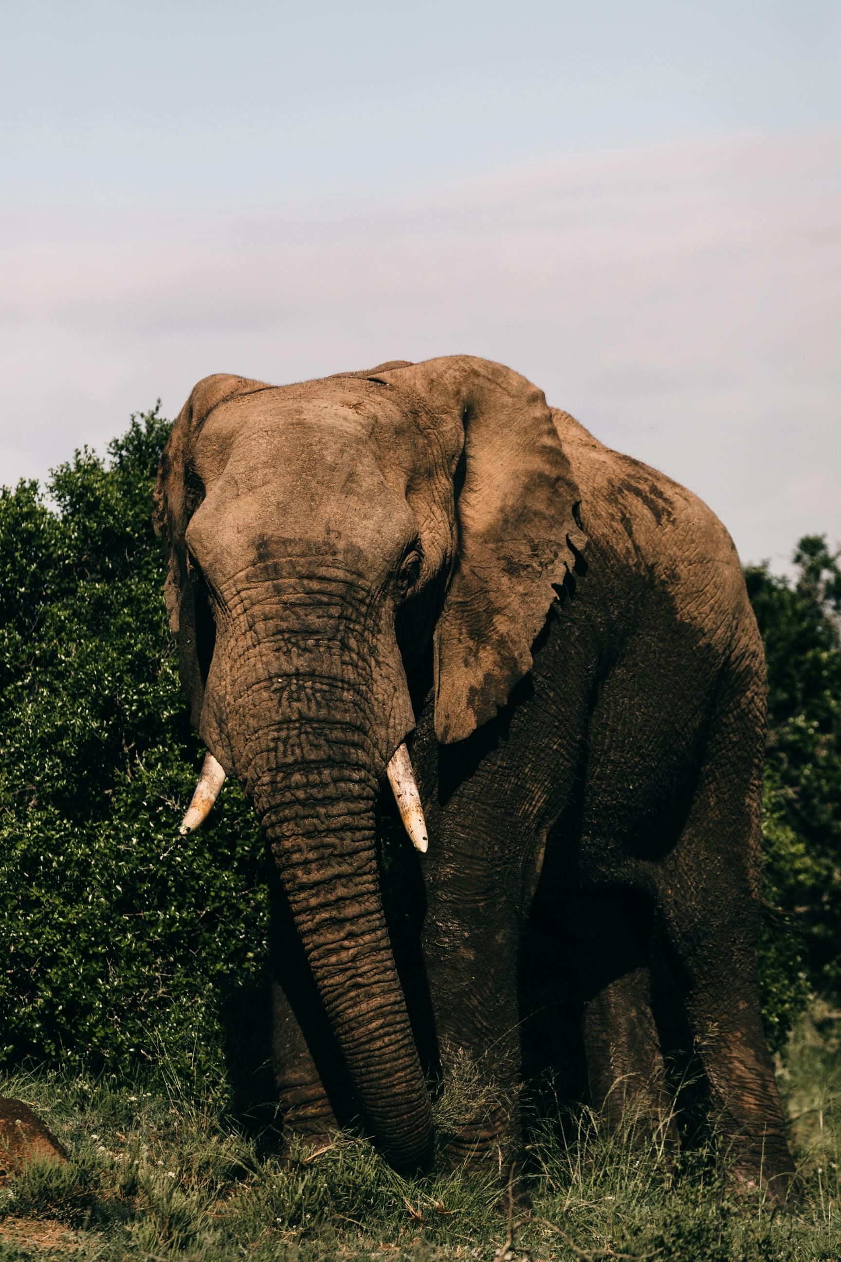 An elephant with tusks is standing in the grass in a field.