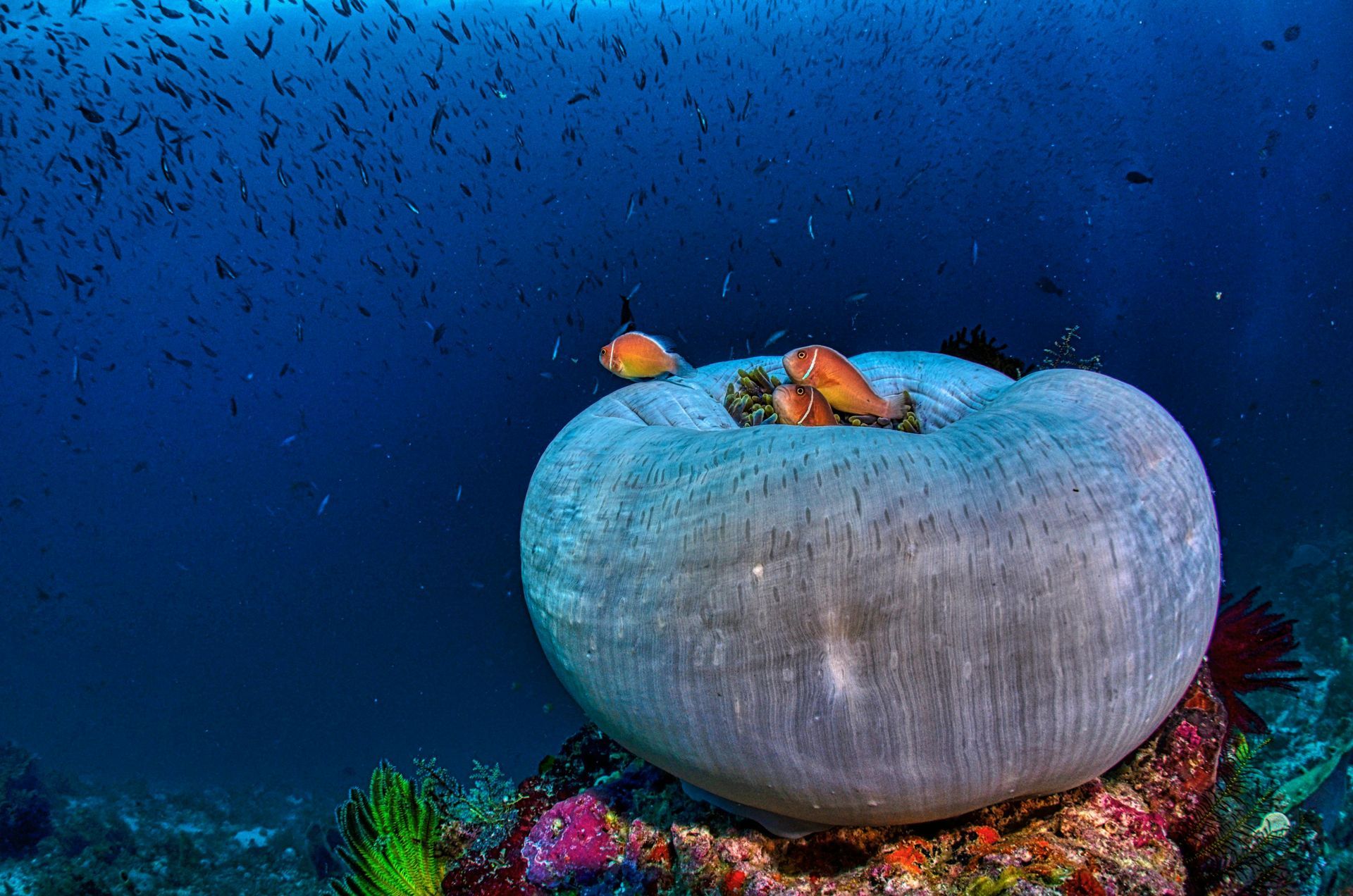 A group of fish are swimming around a large coral in the south pacific ocean.