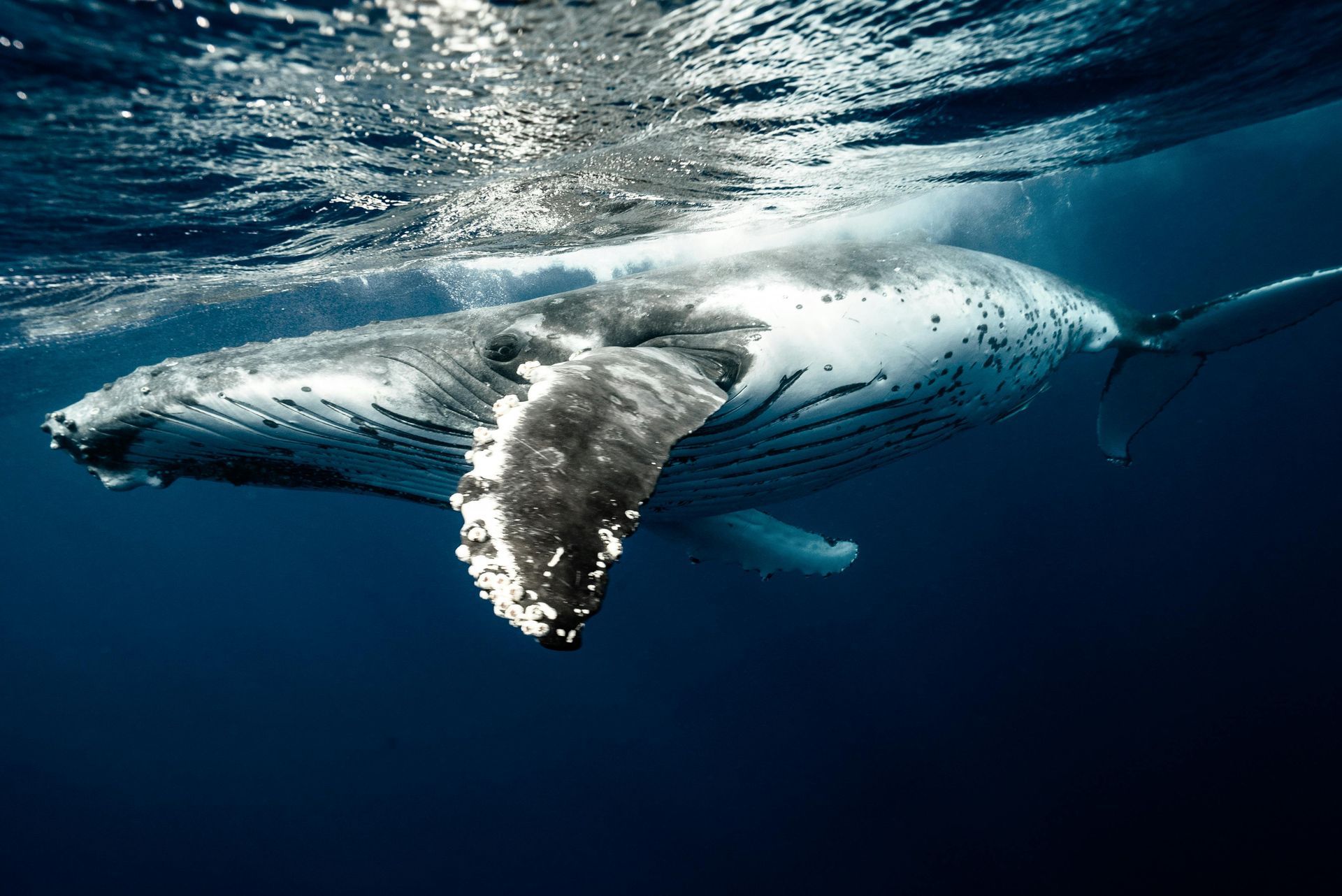 A humpback whale is swimming underwater in the  South Pacific Ocean.