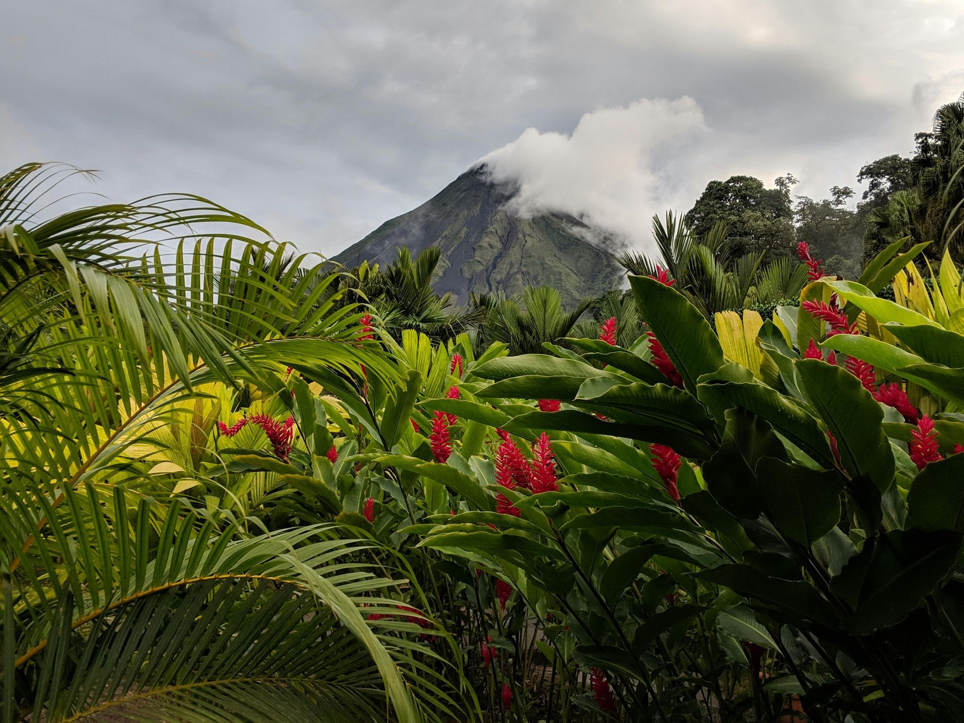 A lush, green foreground with red flowers frames a mountain peak partially obscured by clouds under a cloudy sky.
