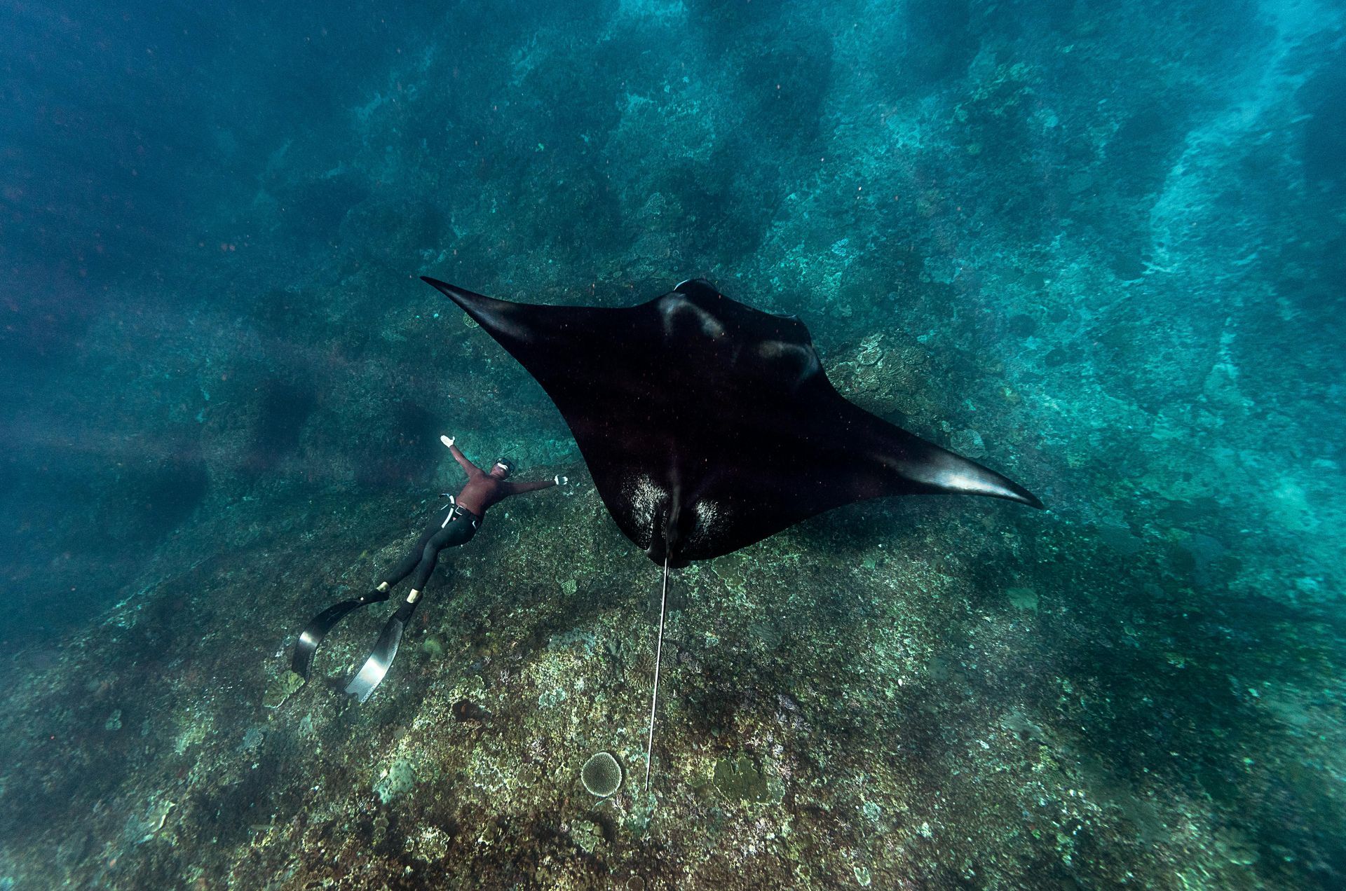A man is swimming with a manta ray in the ocean Maldives