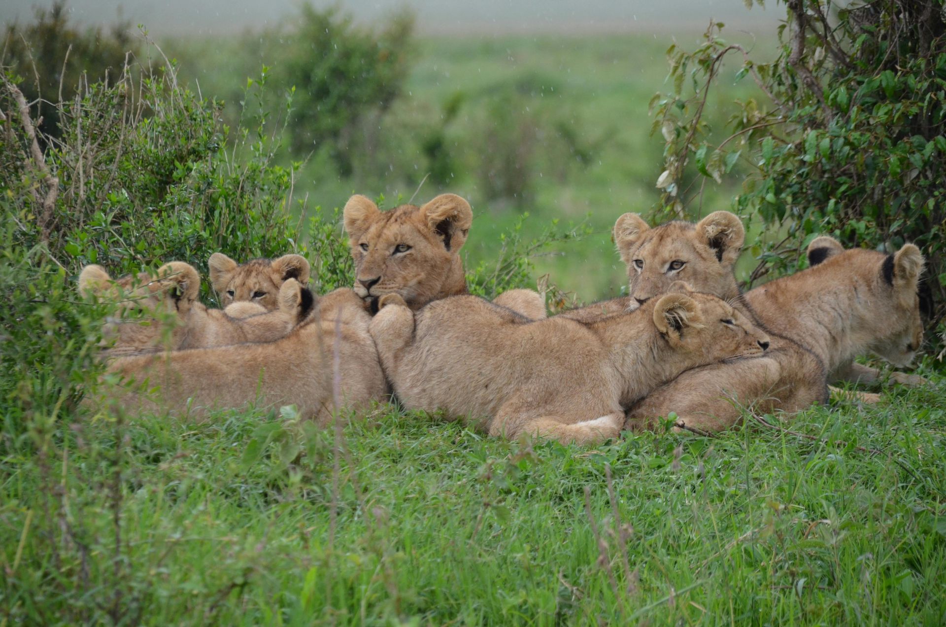 A group of lion cubs are laying in the grass.