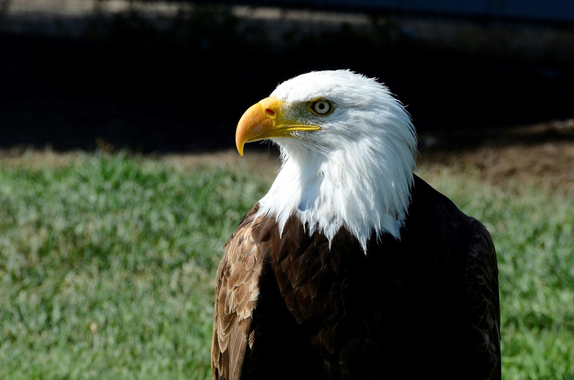 Bald eagle with white head and brown body, looking to the side, against a green lawn background.