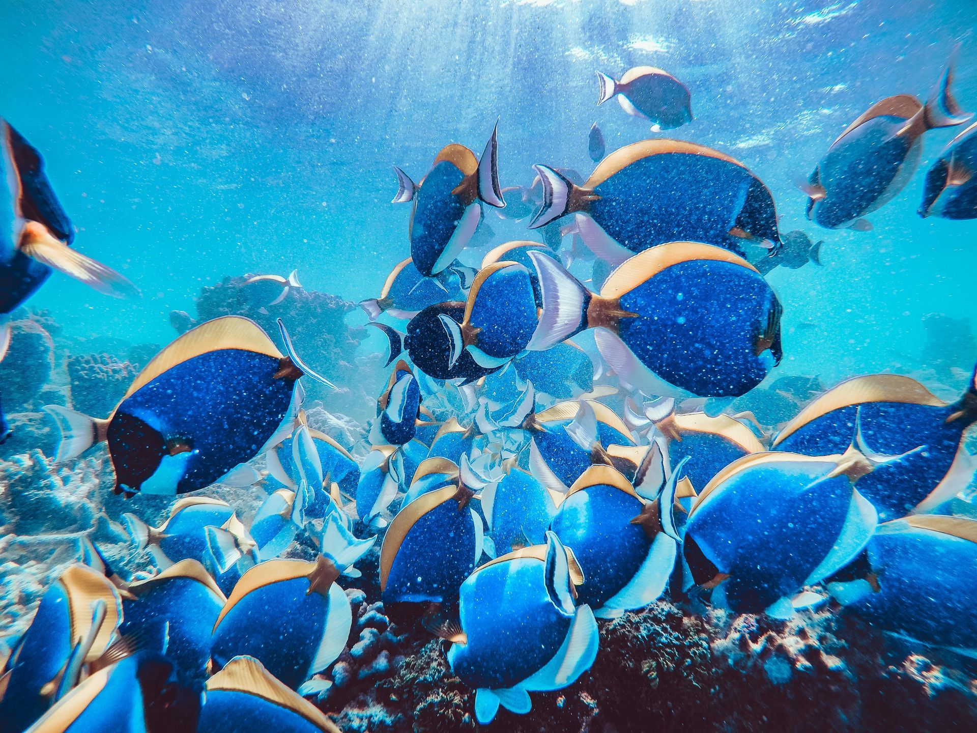 A large group of blue and gold fish are swimming in the ocean.