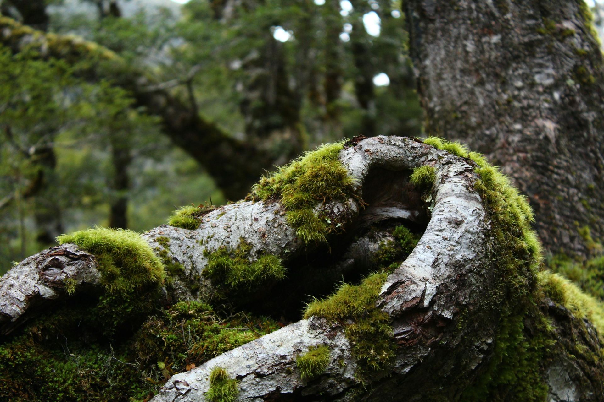 A tree trunk covered in moss in the petrified forest.