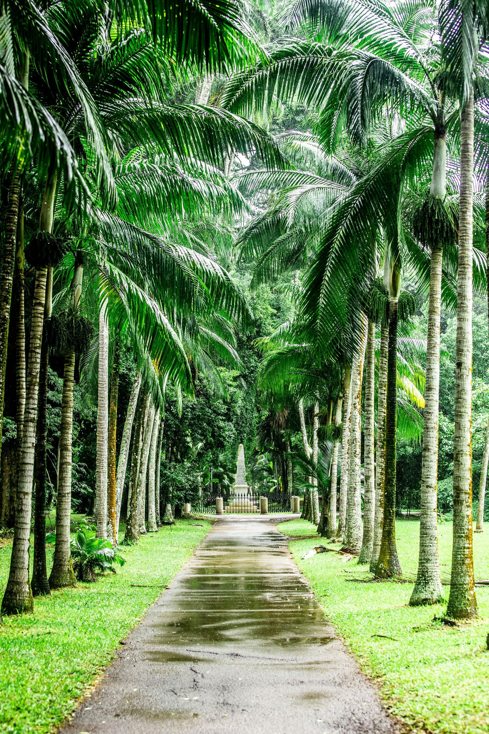 A path lined with palm trees in a park.