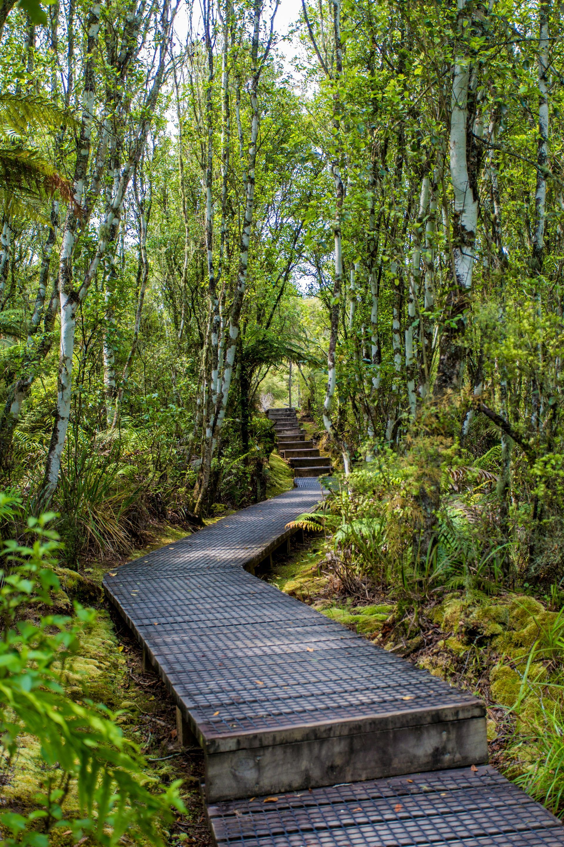 A wooden path going through a lush green forest in New Zealand