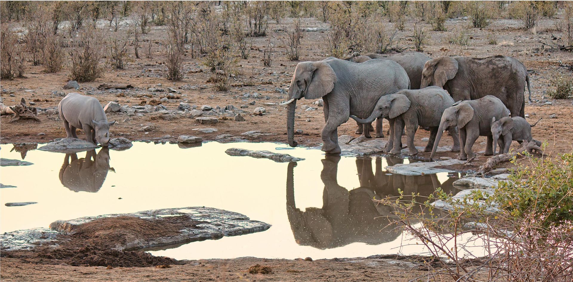 A herd of elephants drinking water from a puddle in Etosha National park