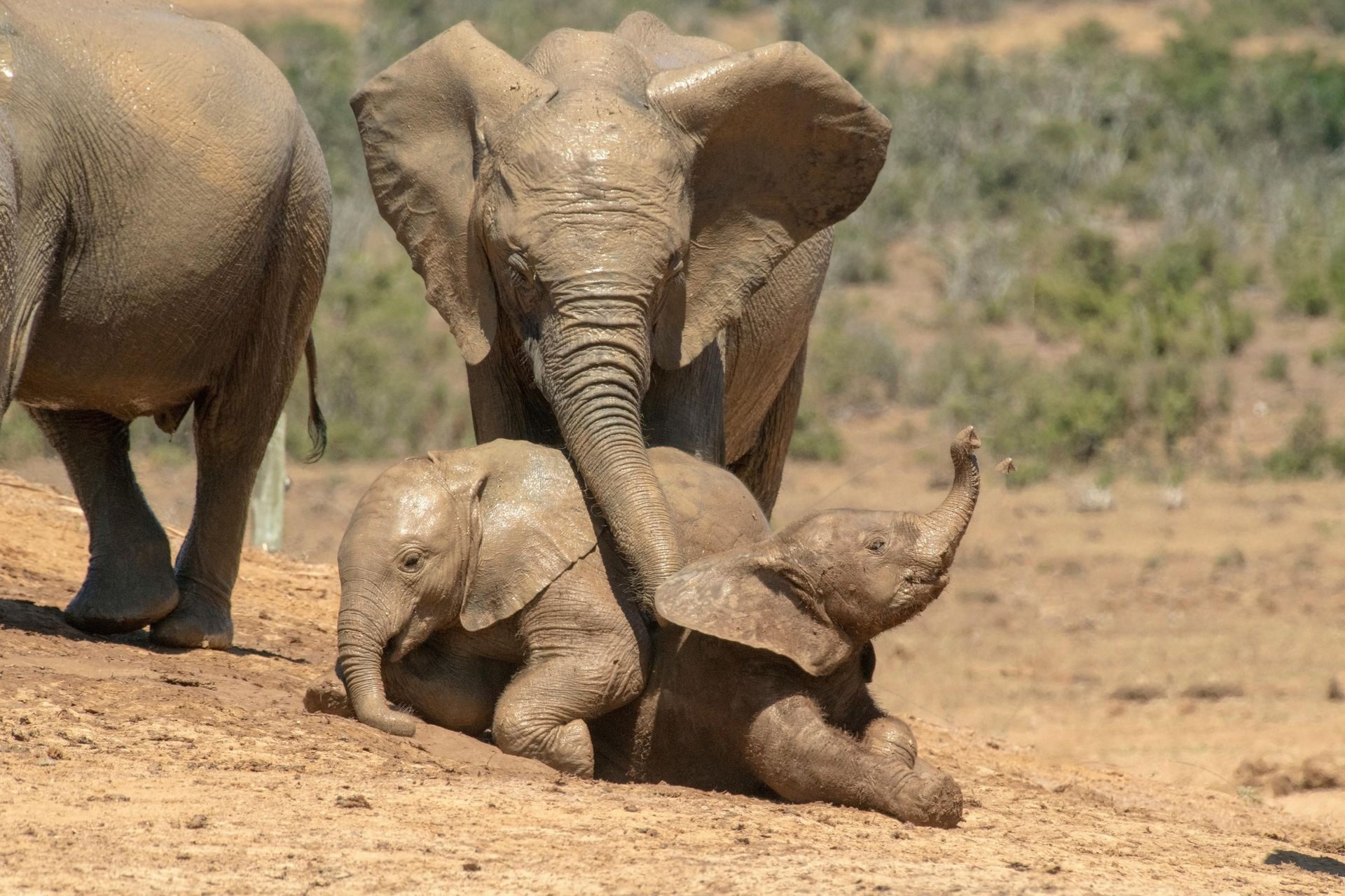 Two elephants are playing with a baby elephant in the dirt.