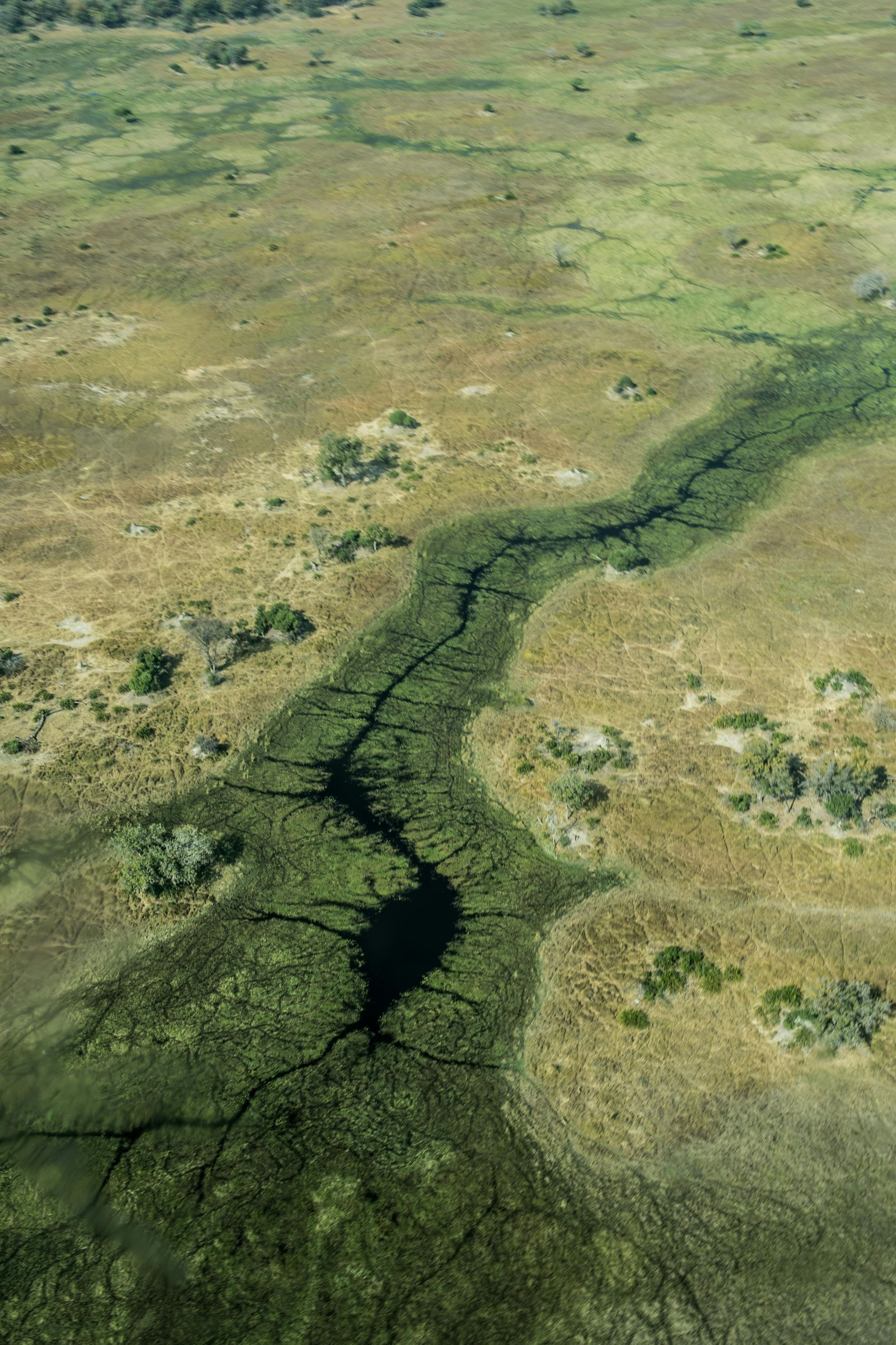 An aerial view of a river running through a grassy field in the Okavango Delta
