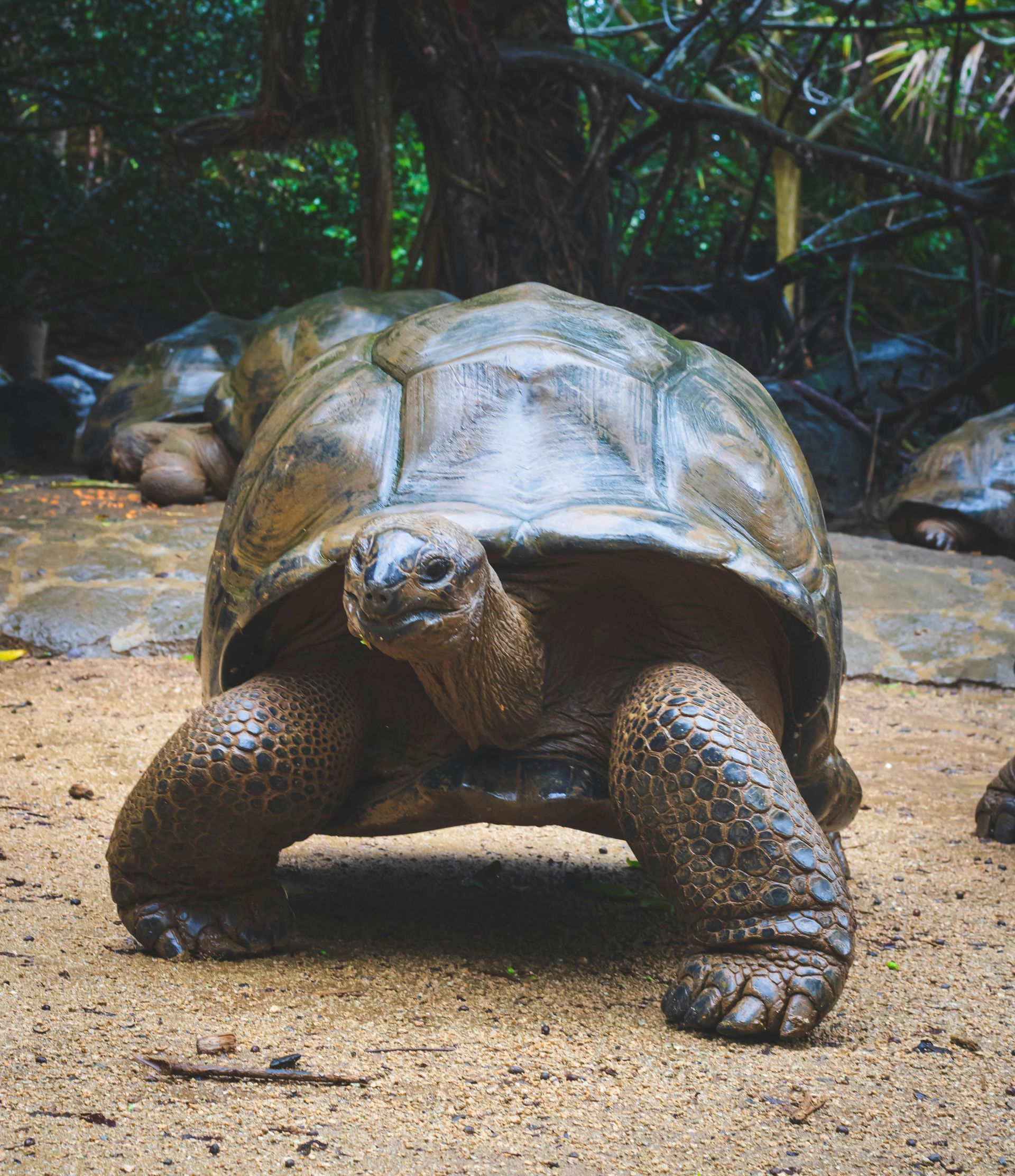 A large tortoise is walking on the ground in a zoo enclosure.