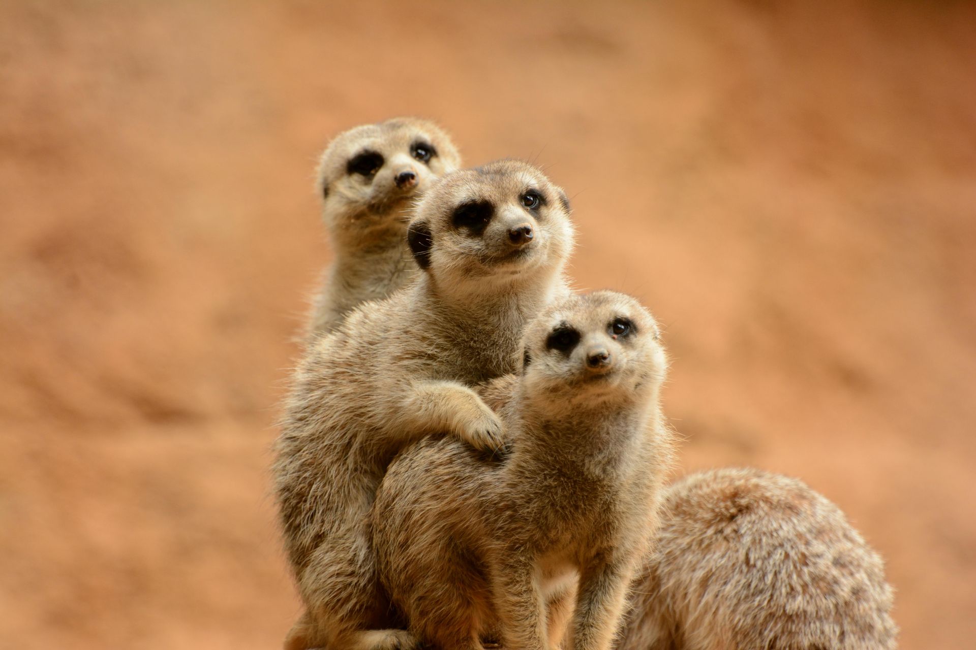 Three meerkats are standing next to each other on a rock in the Kalahari Desert.