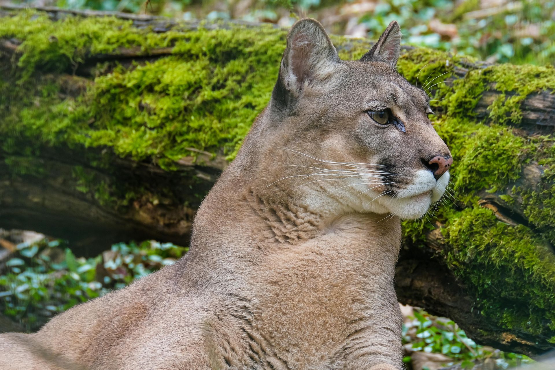 A close up of a Puma laying on a log in the woods.