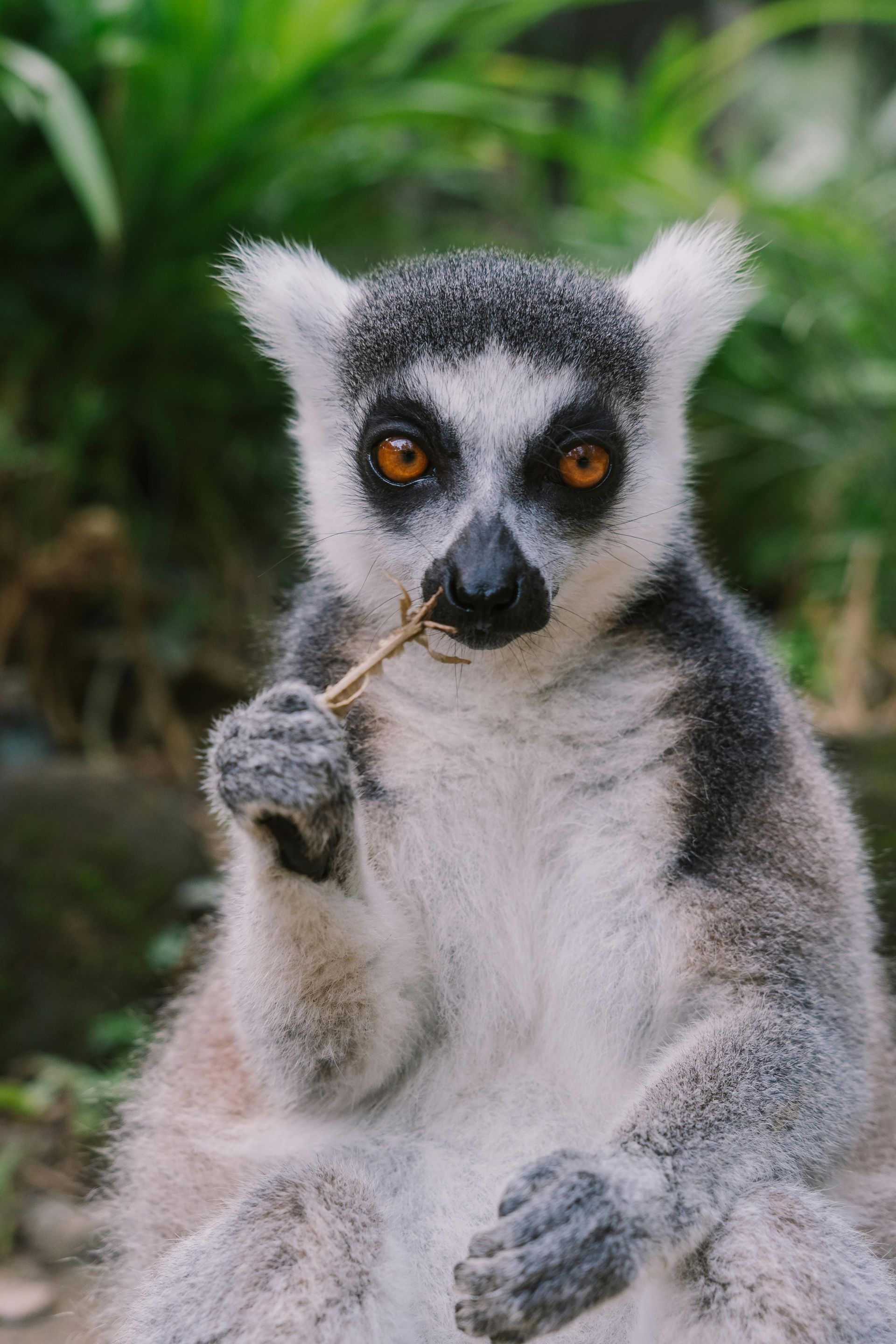 A lemur is holding a stick in its mouth.