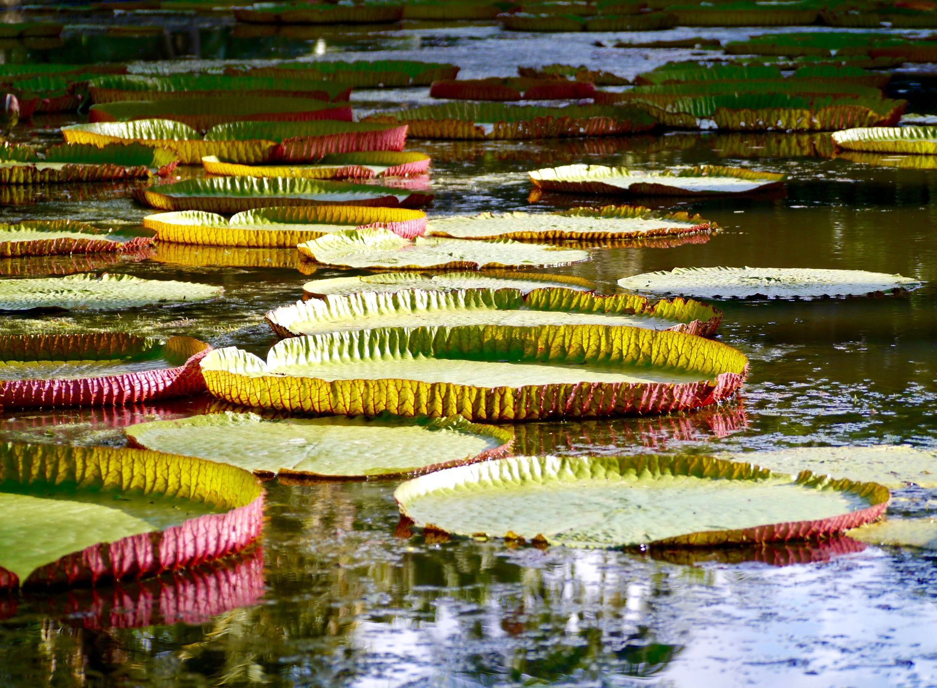 A bunch of lily pads are floating in the water at Pamplemousses Botanical Garden