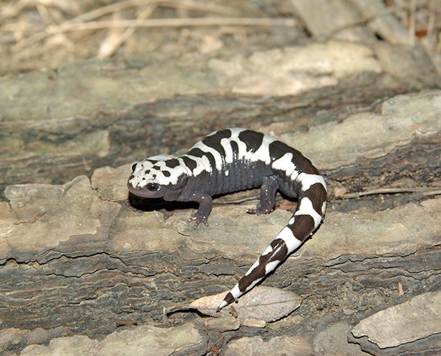 Sneaky salamanders
