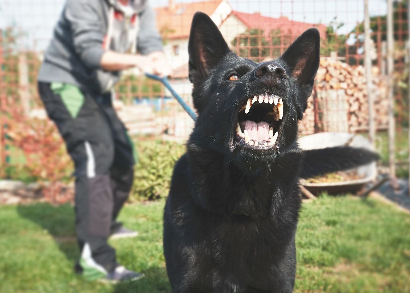 A black dog showing its teeth with an open mouth - Dog Bite Law firm