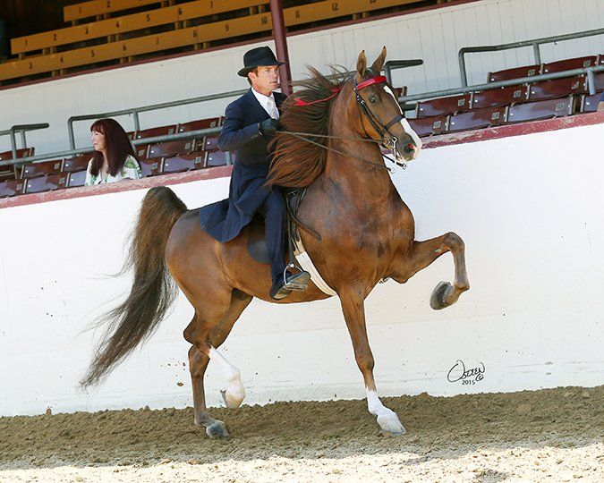 Show Horses for Sale • Tomball, TX • Vantage Point Farm