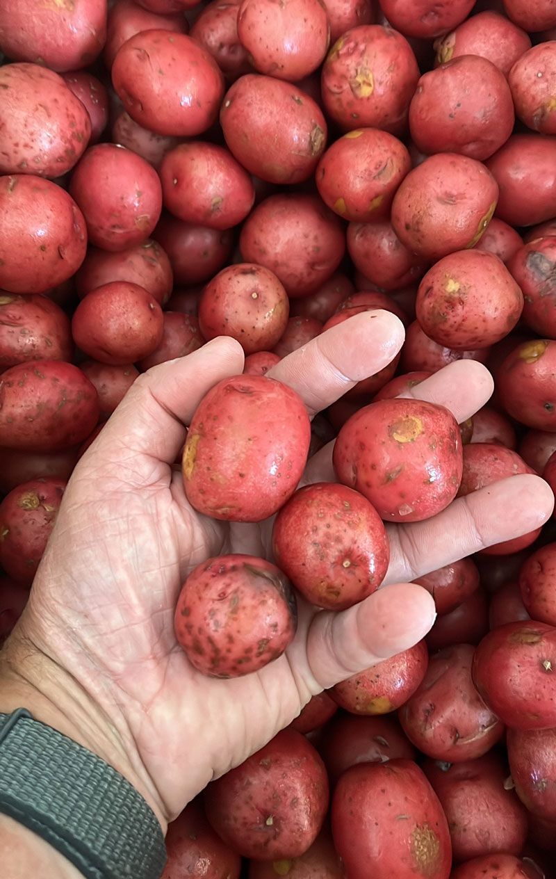 shrimp boil catering