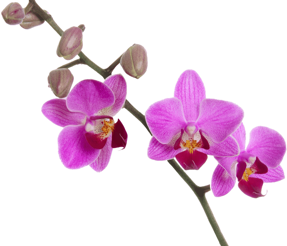 Pink and purple orchid flowers blooming on a green stem — Blue Orchid Accounting In Woongarrah, NSW