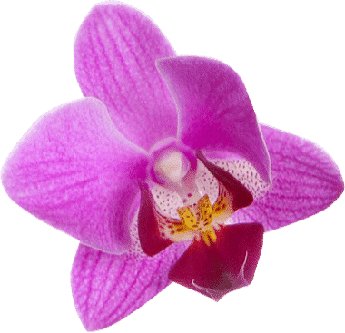 Pink and purple orchid flower with yellow and white centre — Blue Orchid Accounting In Woongarrah, NSW