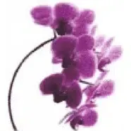 A Close up Of a Purple Orchid on A White Background — Blue Orchid Accounting In Woongarrah, NSW