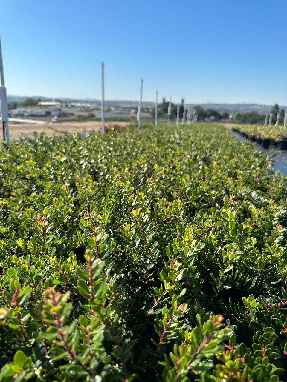 Emerald Carpet Manzanita Arctostaphylos 'Emerald Carpet'