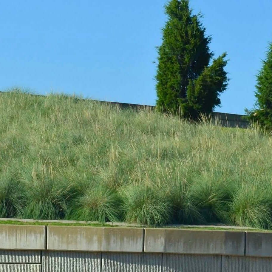 Deer Grass Muhlenbergia rigens