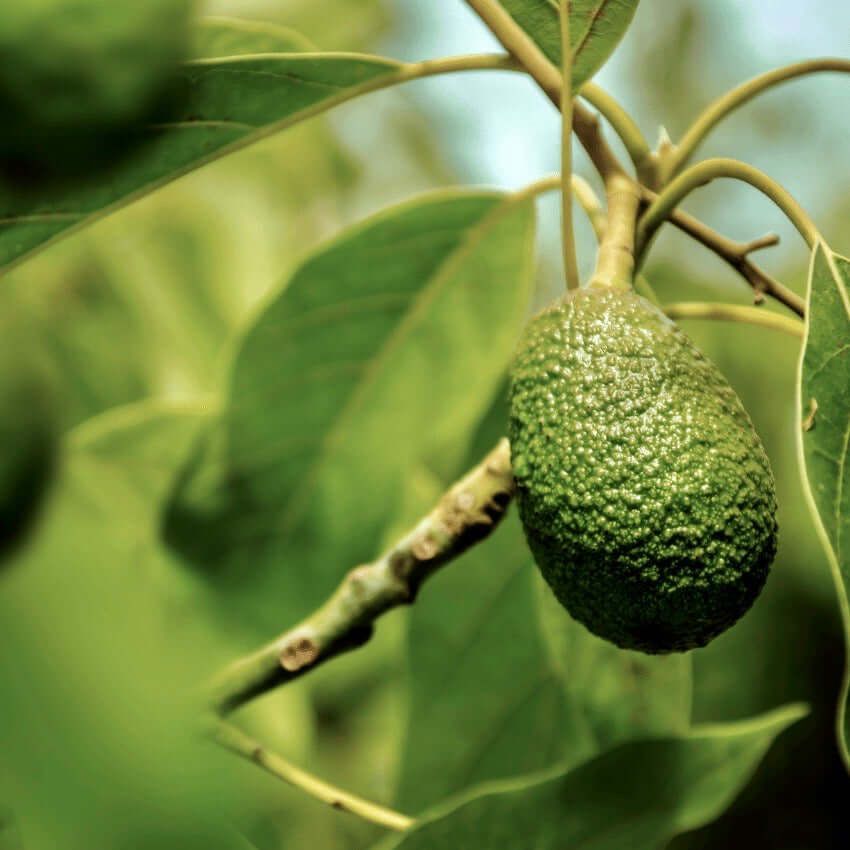 Hass Avocado Tree